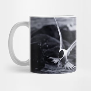 Crested Tern_VOA8098 Mug